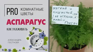 Аспарагус - неприхотливый комнатный цветок | Что вы о нем еще не знали?