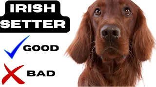 Irish setter Top 10 Facts | Pros and Cons you must know.