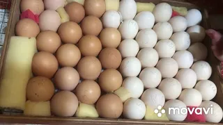 Режим инкубации куриного яйца🥚🥚🥚🐣