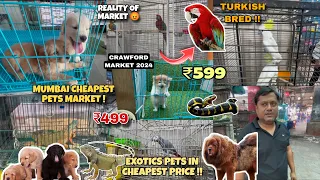 Mumbai Cheapest Pets Market 2024 | Exotic Pets Market In Mumbai | Crawford Market Mumbai Tour 2024