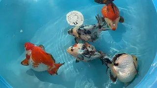 Tranh thủ cuối tuần ghé Cá Cảnh Thanh Liêm lựa RYUKIN GOLDFISH và những BÉ KOI đẹp nhé mọi người