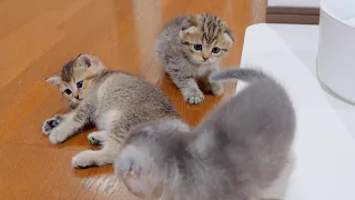 This kitten is so engrossed in pro wrestling that he doesn't realize he's messed up so cute