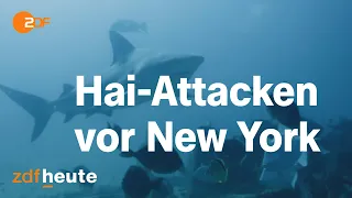 New York: Haie greifen vermehrt Badegäste an | Mittagsmagazin