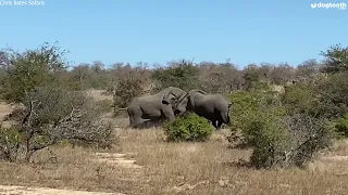 Epic Elephant Fight Crushes Nearby Trees || Dogtooth Media