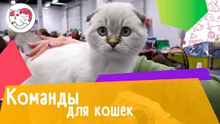 5 команд, которым можно обучить кошку