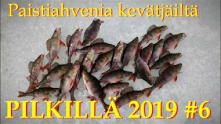 Pilkillä 2019 #6 | Paistiahvenia kevätjäiltä