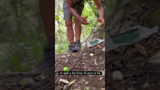 Possum trapping using Flipping Timmy traps