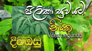 නික Nika - Vitex negundo