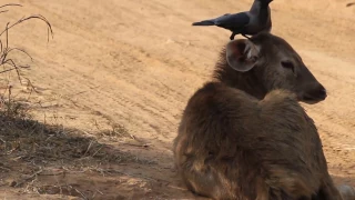 NEVER SEEN BEFORE! Crow cleaning a young Sambar Deer's ears! Cleaning Symbiosis!!!