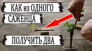 🍇 Как из ОДНОГО саженца винограда получить ДВА. Размножение ВИНОГРАДА делением ЧЕРЕНКОВ на части.