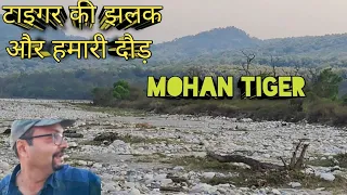 Tiger Ki Jhalak Aur Hamari Doud । Spotted Tiger Infront of Chukum Village Mohan । Mohan Tiger Area