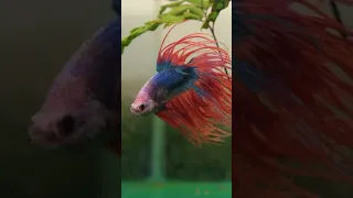 Top 10 betta fish tank mates #shortvideo #shorts #short