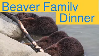 Beaver Family Chews On Tree Branch