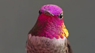 The Hummingbird Whisperer