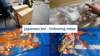 New arrival of koi from Japan - unboxing video