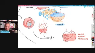 MHC I and MHC II Loading