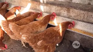 Estrategias para mejorar la rentabilidad y la resistencia de las gallinas ponedoras -La Finca de Hoy