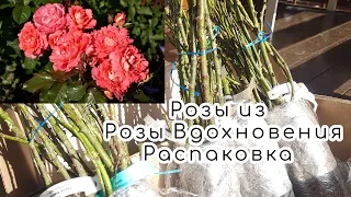 Розы из питомника Розы Вдохновения 🌹📦 Распаковка