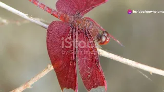 The Fascinating World of Asian Dragonflies and Damselflies #animal2024 #wildlife