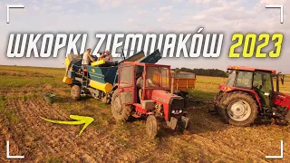 ☆🇵🇱 Wykopki ziemniaków 2023 ☆ Massey Ferguson 255 & anna Z-644 w akcji ☆