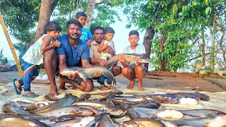 വാള മഴ | Heavy fishing|Vallago attu|Earth Lovers Media