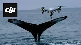 DJI Stories - Snotbot: Pushing the Frontiers of Whale Research