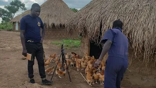 Youth in Agriculture Shares Secrets to Successful Chicken Farming in Uganda