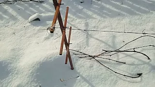 Виноград в Кузбассе. Подготовка к зиме.