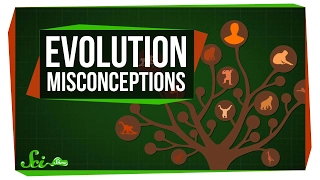 Common Misconceptions About Evolution