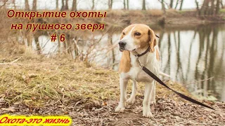 Выпуск №6/Открытие охоты на пушного зверя