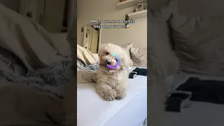 Wait for it, it’s sooo cute!!🤭😱❤️ Ig: theshanaofficial #filter #ai #artificialintelligence #dog