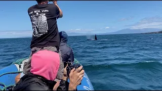 Orca Eating A Turtle In Galapagos