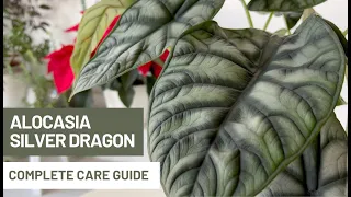 How to Care for Alocasia Silver Dragon? Everything You Need To Know!