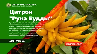 Цитрон " Рука Будды"/Citrus Mano di Buddha