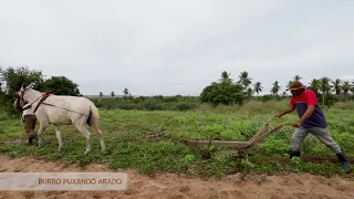 Filmagem Burro puxando arado