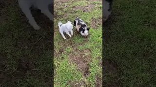 Baby Pig MEETS Dog 😮 #shorts #cute #animals