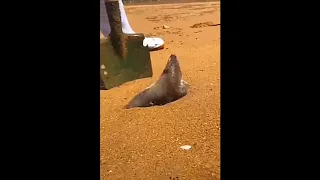 Oddly Satisfying Sea Creatures Compilation