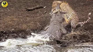 Moments When Big Cats Face the Crocodile || Crocodile Catches Cheetah