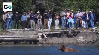 Bears In Katmai National Park