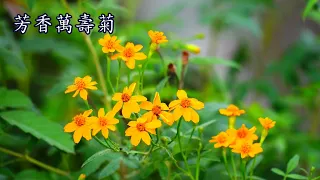 038苗栗大湖花旗木花開的季節/0411&0509兩次影片的合集！