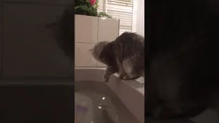 Maine coon kitten is checking bath temprature