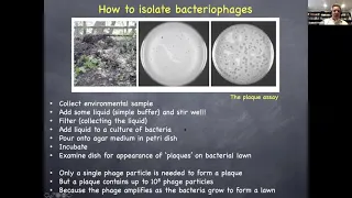 Phage (Bacteriophage) Therapy