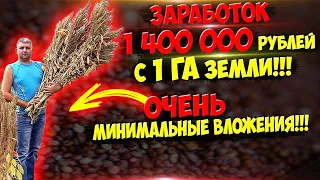 1 400 000 рублей доход с 1 гектара на амаранте Очень,Очень,Очень выгодное выращивание