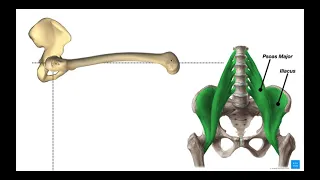 Hip Flexors | Rectus Femoris & Iliopsoas [Psoas Major & Iliacus]