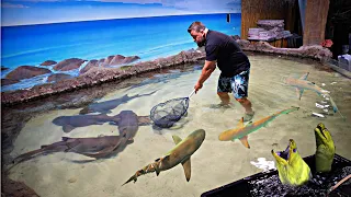 SAVING *SHARKS* From a Closed Down Aquarium