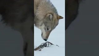 The Big Freeze by Natgeo