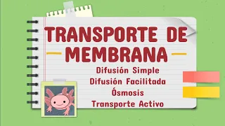 Transporte de membrana. DIFUSIÓN SIMPLE , DIFUSIÓN FACILITADA, ÓSMOSIS, TRANSPORTE ACTIVO