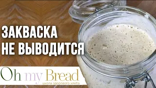 Закваска не выводится