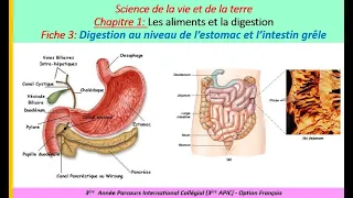 la digestion dans l'estomac et l'intestin grêle