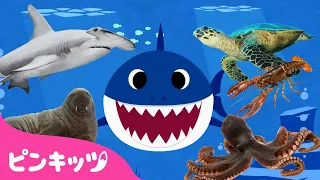 サメのかぞく🦈と海のどうぶつ🐙 | うみのいきもの | 赤ちゃんが喜ぶ歌 | ピンキッツ! Pinkfong - 童謡と子どもの動画